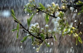 آسمان اغلب استانها این هفته میزبان برف و باران میشود