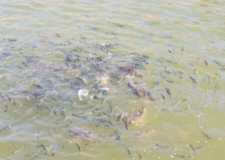 ۴۰۰ میلیون بچه‌ماهی در رودخانه‌های کشور رهاسازی شدند