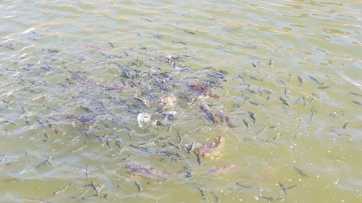 ۴۰۰ میلیون بچه‌ماهی در رودخانه‌های کشور رهاسازی شدند