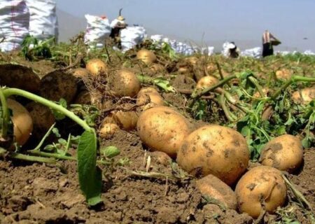 آغاز خرید تضمینی سیب‌زمینی از کشاورزان
