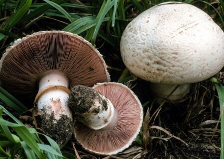 مسمومیت اعضای یک خانواده با قارچ سمی در شیراز