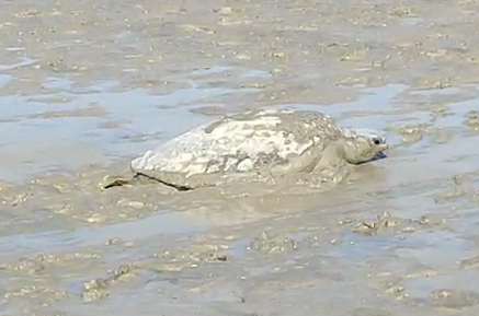 نجات لاک‌پشت درمعرض انقراض از شن‌های ساحلی میناب