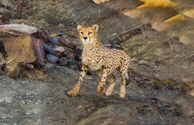 وضعت مطلوب بالینی و شرایط نامناسب رشدی در توله یوزپلنگ زندهگیریشده