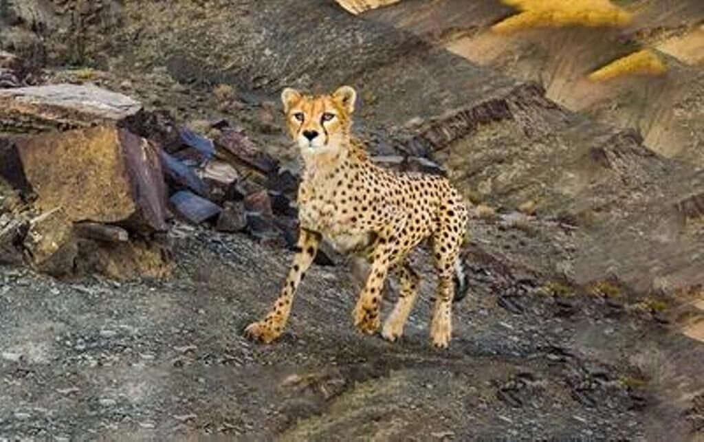 وضعت مطلوب بالینی و شرایط نامناسب رشدی در توله یوزپلنگ زندهگیریشده