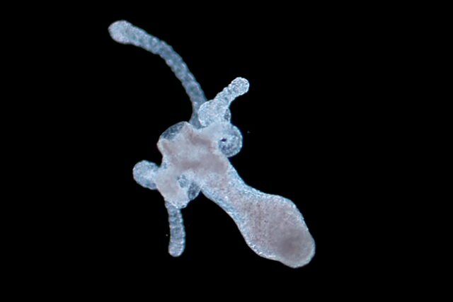 بازسازی بافت آسیبدیده با نانوذرات طلا