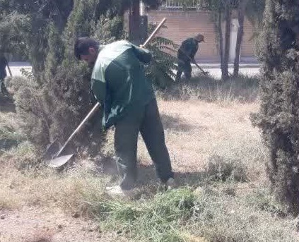 علفزنی بسترهای درختکاری فضای سبز شهر فولادشهر