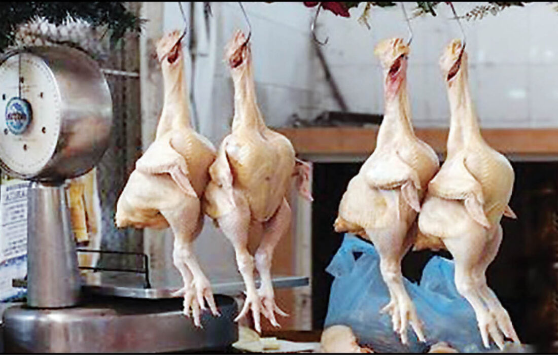 محموله کشتار غیر مجاز بوقلمون در لنجان توقیف شد