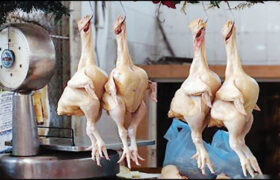 محموله کشتار غیر مجاز بوقلمون در لنجان توقیف شد