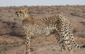 آخرین آمار از تعداد یوزپلنگهای ایرانی