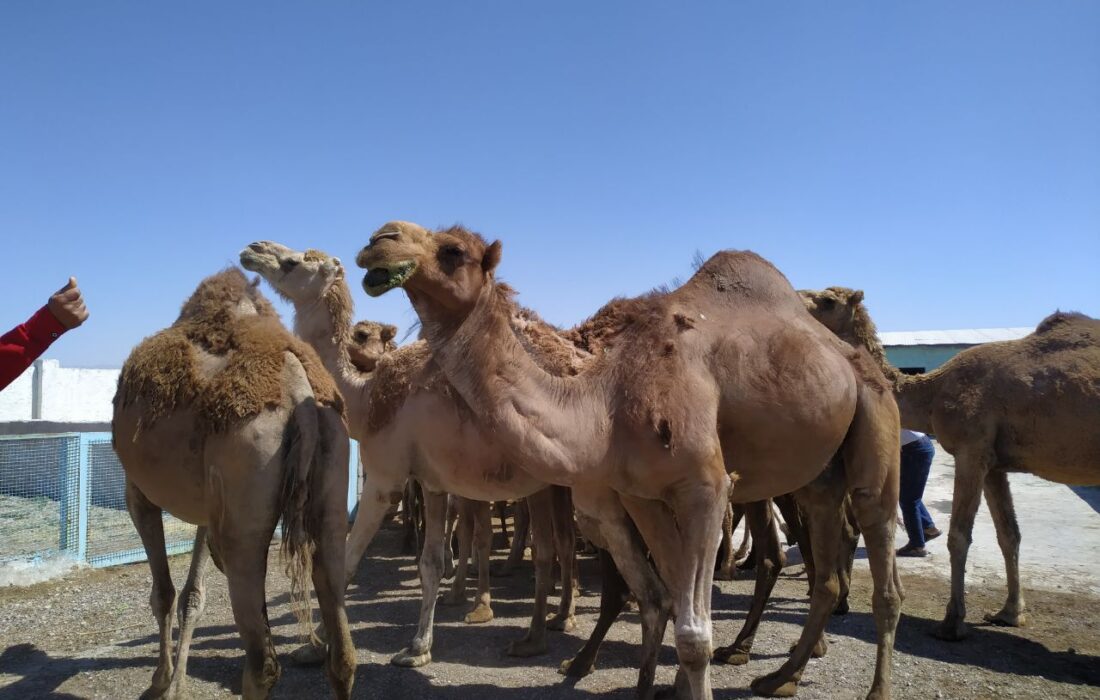 شکوه قربانی کردن در اطعام نیازمندان/اهدا پویش مردمی نحر شتر به انجمن حمایت از خانواده نیازمند زندانیان شهرستان لنجان