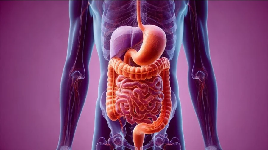 راهکارهای هضم سریع غذا