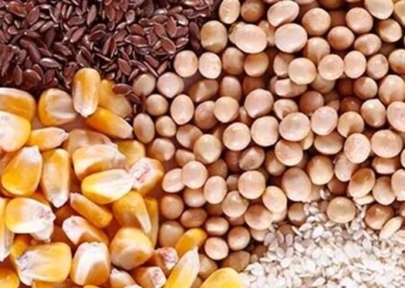 ایران به دنبال خودکفایی در تولید دانه‌های روغنی