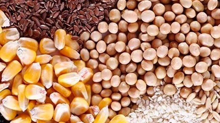 ایران به دنبال خودکفایی در تولید دانههای روغنی