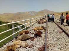 وقوع حادثه درپی برخورد قطار با احشام در اصفهان