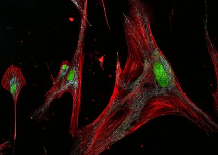 آشنایی با دو روی سکه سلول‌های زامبی