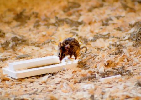 عملکرد موش‌های خجالتی در حل مسئله