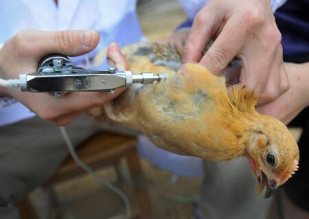 اجرای عملیات واکسیناسیون طیور در لنجان