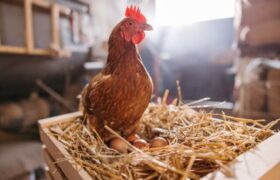 گرانی تخم مرغ، آمریکاییها را مرغدار کرد