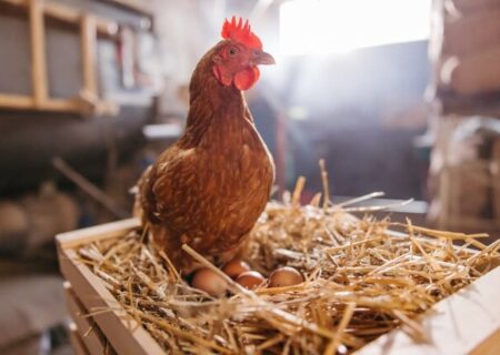 گرانی تخم مرغ، آمریکایی‌ها را مرغدار کرد