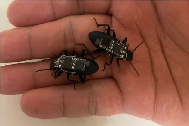 استفاده از سوسکهای سایبورگ برای زندهیابی در بلایای طبیعی