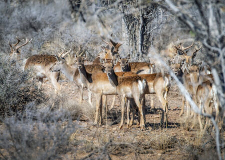 تکذیب ذبح گوزن زرد ایرانی در مراسم اربعین