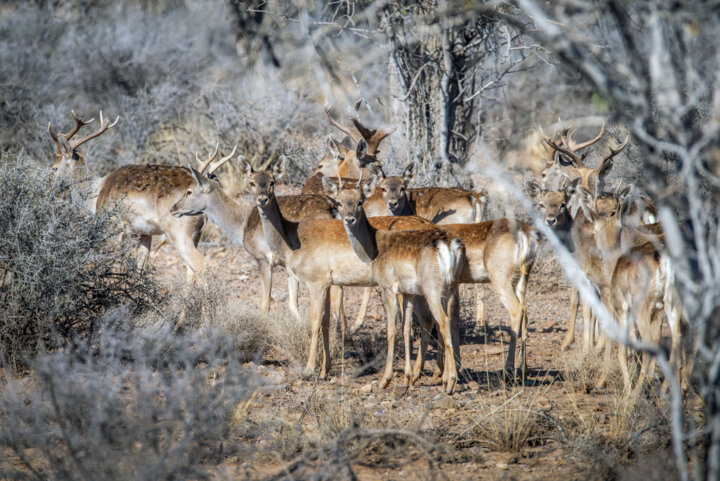 تکذیب ذبح گوزن زرد ایرانی در مراسم اربعین