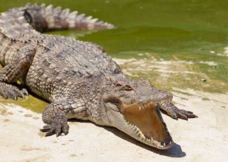 چرا تمساح‌ها به خوردن سنگ علاقه دارند؟