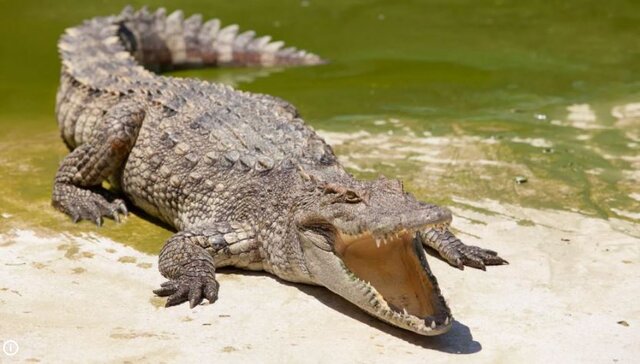 چرا تمساحها به خوردن سنگ علاقه دارند؟