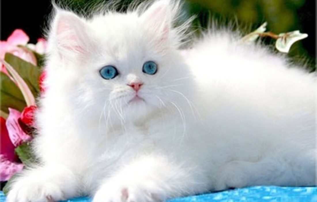 هیچ مجوزی برای واردات حیوانات خانگی صادر نشده است