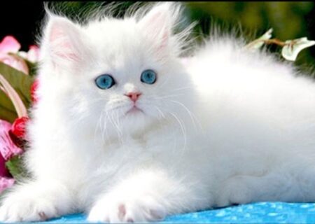 هیچ مجوزی برای واردات حیوانات خانگی صادر نشده است