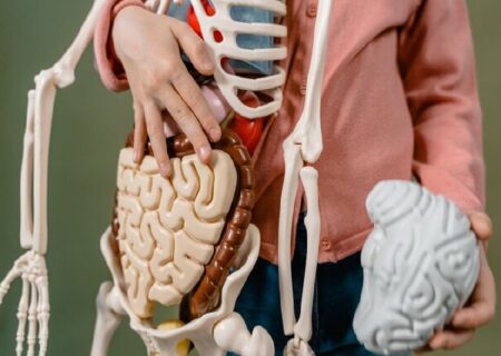 میکروبیوتای روده، استخوان افراد چاق را ضعیف می‌کند