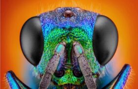 کشف ترفند افزایش عمر خودخواسته زنبور