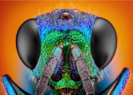 کشف ترفند افزایش عمر خودخواسته زنبور