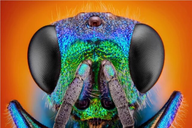 کشف ترفند افزایش عمر خودخواسته زنبور