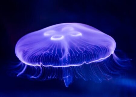 عروس دریایی و امید تازه برای درمان سرطان روده