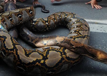 زن آمریکایی با شکار ۶۰ پیتون طی ۱۰ روز رکورد دار شد