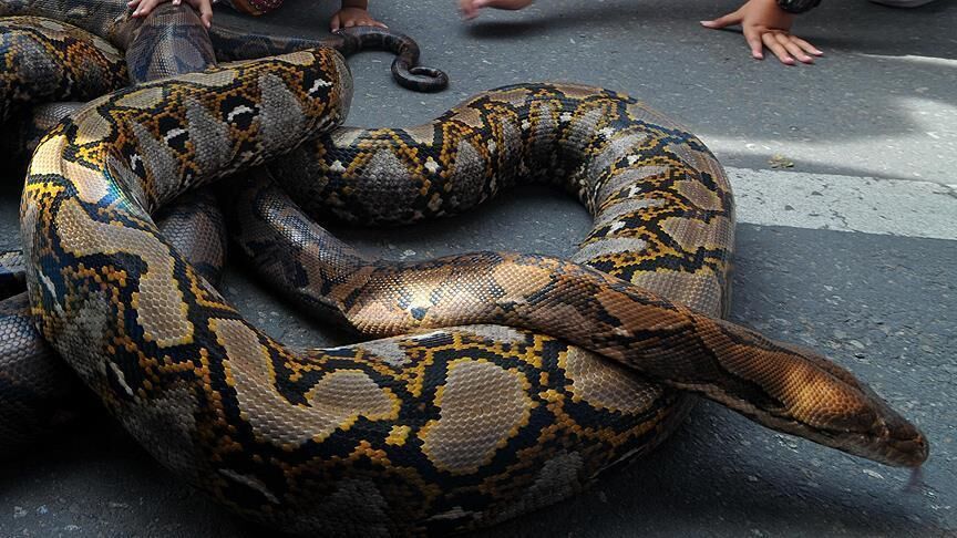 زن آمریکایی با شکار ۶۰ پیتون طی ۱۰ روز رکورد دار شد