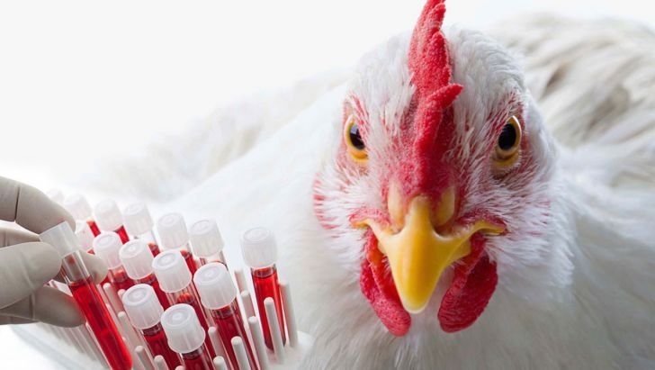 تولید انبوه داخلی واکسن آنگارا به زودی آغاز میشود