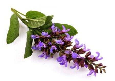 دم‌نوش مریم‌گلی، نوشدارویی برای مقابله با بی‌خوابی