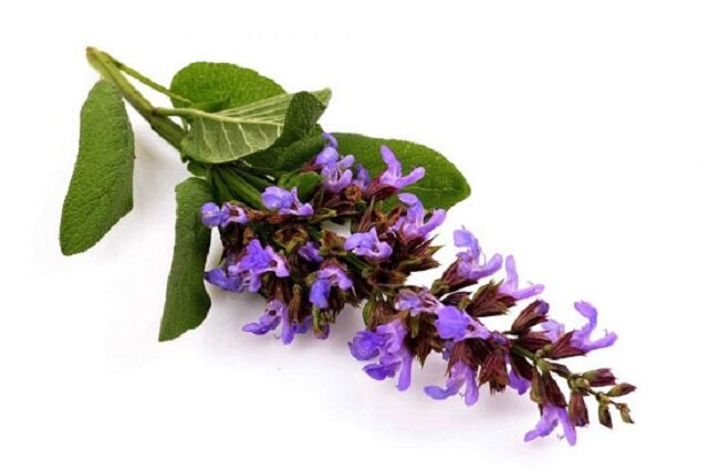 دمنوش مریمگلی، نوشدارویی برای مقابله با بیخوابی