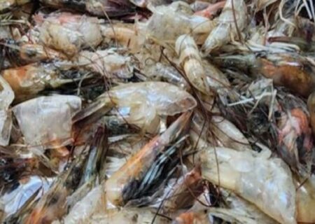 تبدیل ضایعات میگو به ماده‌ای باورنکردنی