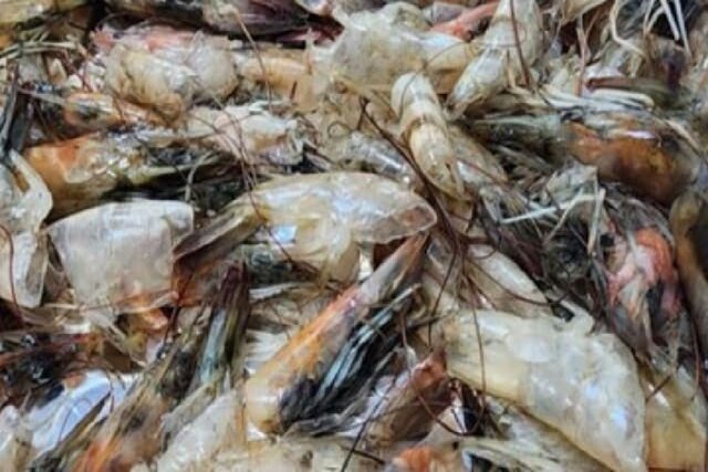 تبدیل ضایعات میگو به مادهای باورنکردنی