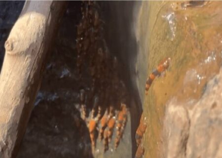 شگفت‌زدگی دانشمندان از بالا رفتن هزاران گربه‌ماهی از یک آبشار