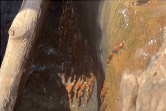 شگفتزدگی دانشمندان از بالا رفتن هزاران گربهماهی از یک آبشار