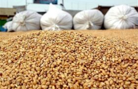 امکان ثبت سفارش ذرت دامی سهمیه پائیز از فردا