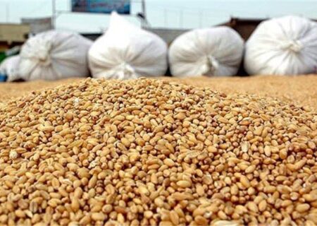 امکان ثبت سفارش ذرت دامی سهمیه پائیز از فردا