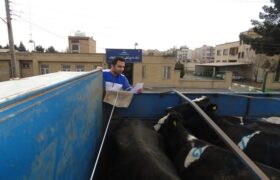 نظارت بر تامین و انتقال بیش از ۲ هزار و ۹۰۰ راس دام زنده به کشتارگاههای کشور در شهرستان لنجان