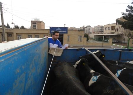 نظارت بر تامین و انتقال بیش از ۲ هزار و ۹۰۰ راس دام زنده به کشتارگاه‌های کشور در شهرستان لنجان