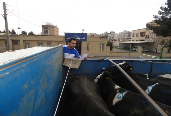 نظارت بر تامین و انتقال بیش از ۲ هزار و ۹۰۰ راس دام زنده به کشتارگاههای کشور در شهرستان لنجان
