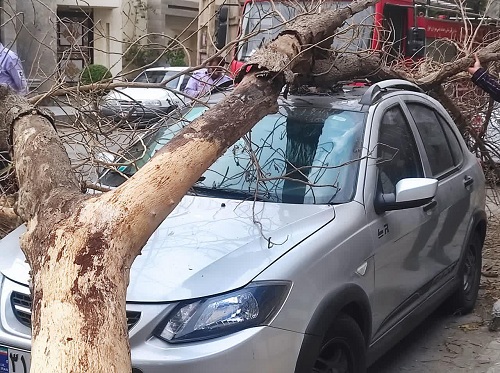 شهروندان اصفهانی مراقب خطر سقوط درختان خشکیده باشند